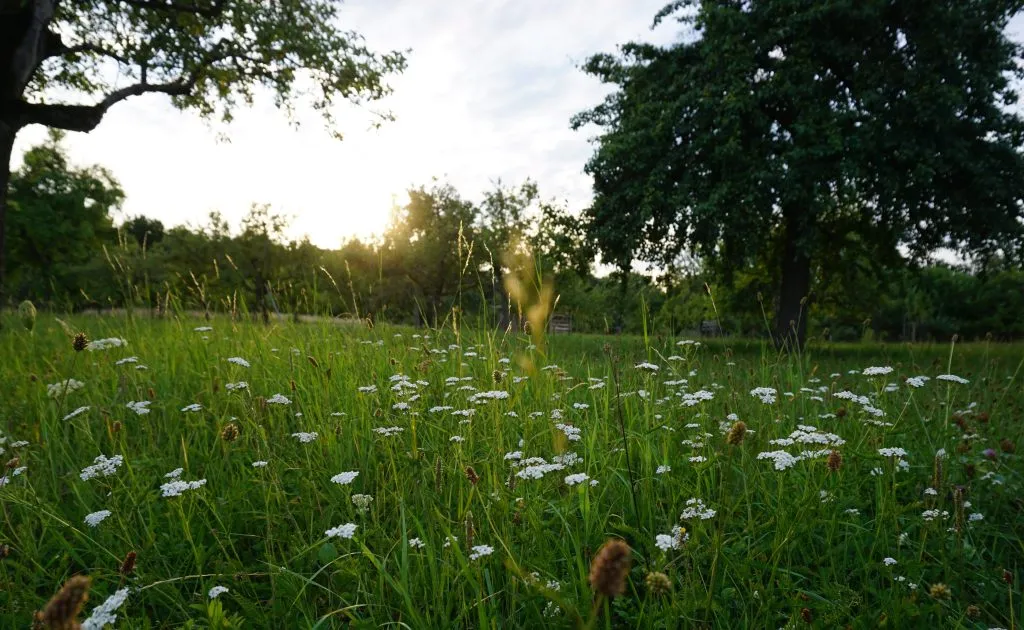 Featured image for Moving with Children Part I: Learnings as we Search for our Next House in Germany