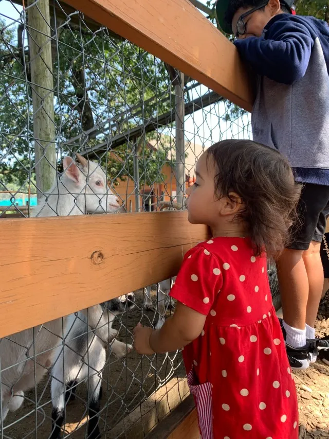 small little staring at baby goat